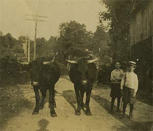 photograph of Seger children with oxen