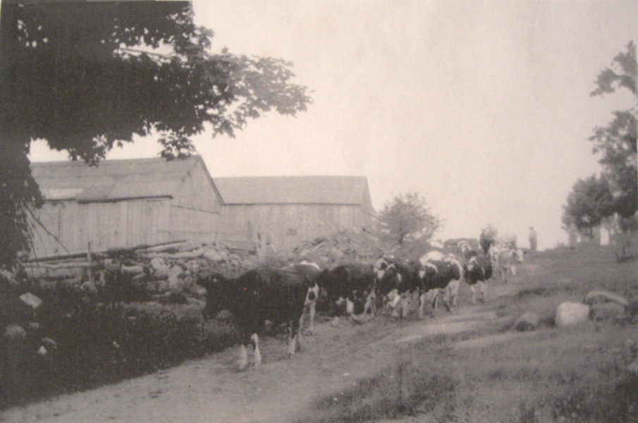 Holstein herd